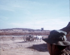 Ox cart hauling a log